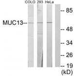 Western blot - MUC13 Antibody from Signalway Antibody (34062) - Antibodies.com