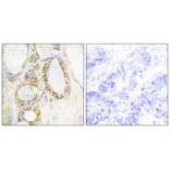 Immunohistochemistry - MUC13 Antibody from Signalway Antibody (34062) - Antibodies.com