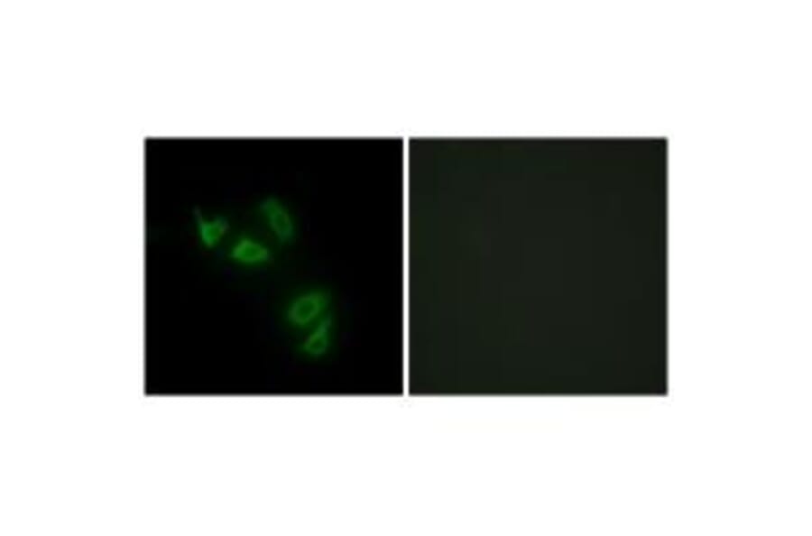 Immunofluorescence - MUC13 Antibody from Signalway Antibody (34062) - Antibodies.com