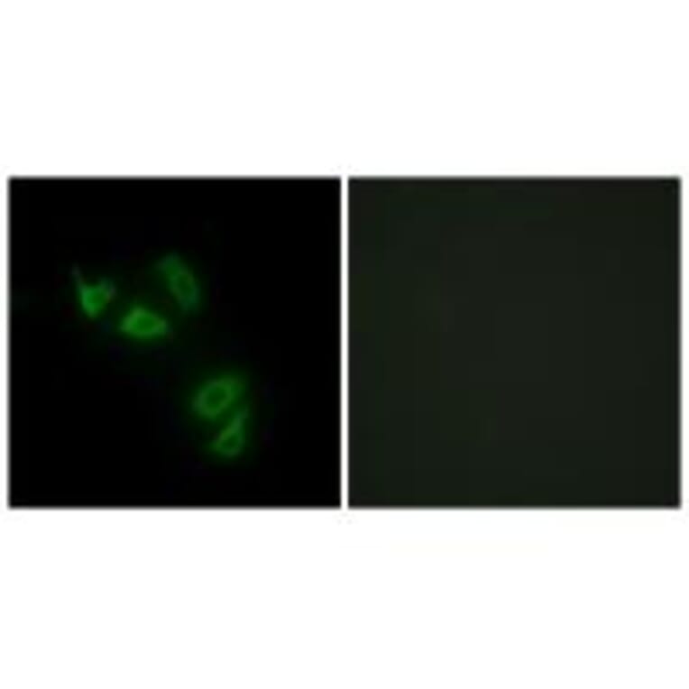 Immunofluorescence - MUC13 Antibody from Signalway Antibody (34062) - Antibodies.com