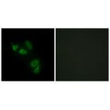 Immunofluorescence - MUC13 Antibody from Signalway Antibody (34062) - Antibodies.com