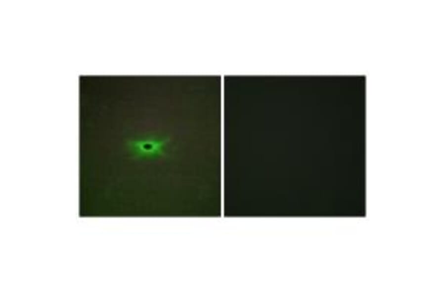 Immunofluorescence - PRKAG2 Antibody from Signalway Antibody (34097) - Antibodies.com