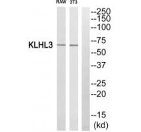 Western blot - KLHL3 Antibody from Signalway Antibody (34101) - Antibodies.com