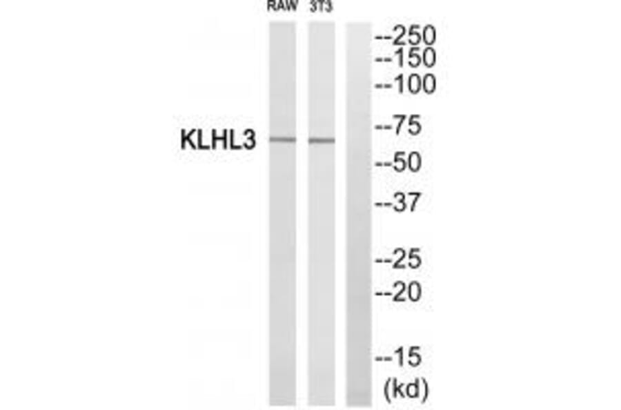 Western blot - KLHL3 Antibody from Signalway Antibody (34101) - Antibodies.com