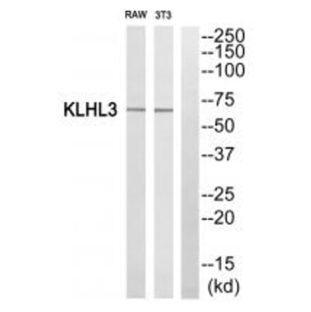 Western blot - KLHL3 Antibody from Signalway Antibody (34101) - Antibodies.com