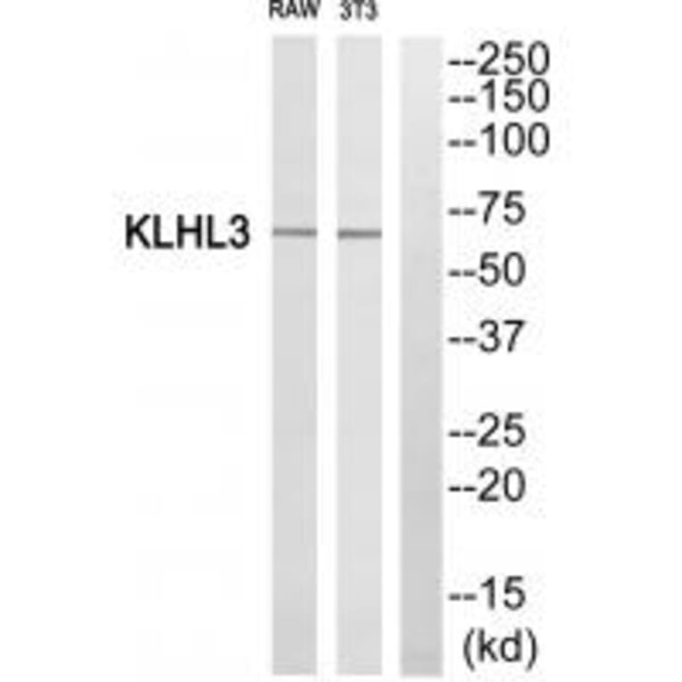 Western blot - KLHL3 Antibody from Signalway Antibody (34101) - Antibodies.com