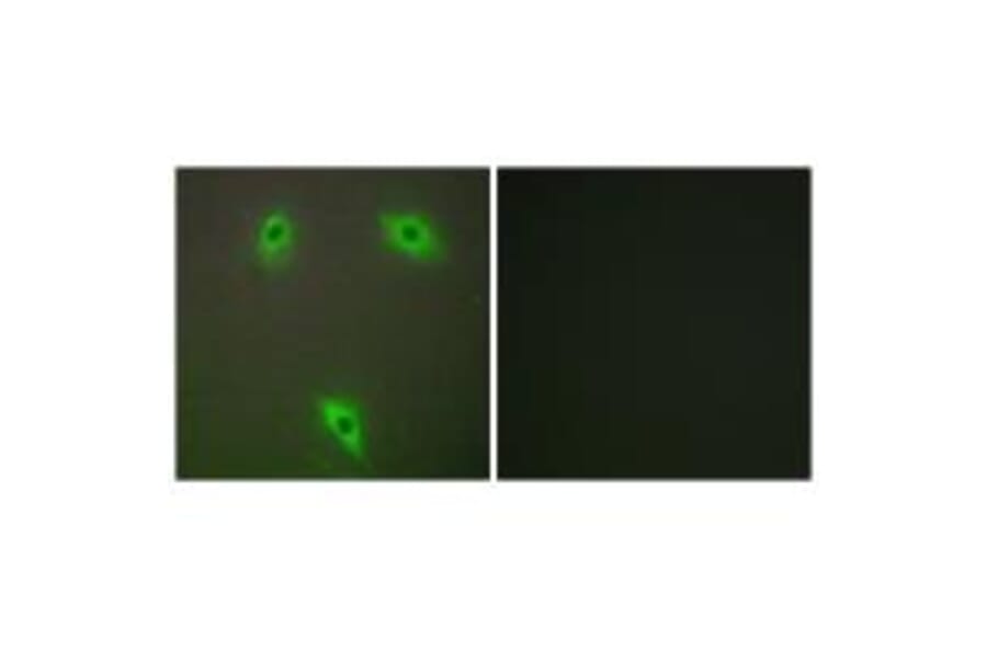 Immunofluorescence - KLHL3 Antibody from Signalway Antibody (34101) - Antibodies.com