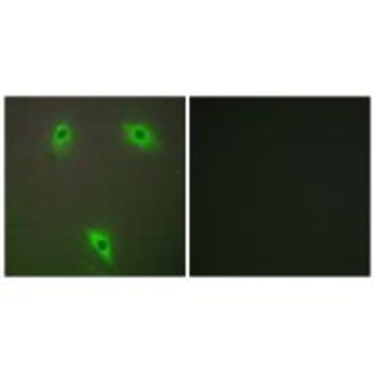 Immunofluorescence - KLHL3 Antibody from Signalway Antibody (34101) - Antibodies.com