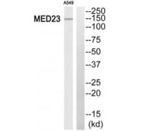 Western blot - MED23 Antibody from Signalway Antibody (34115) - Antibodies.com