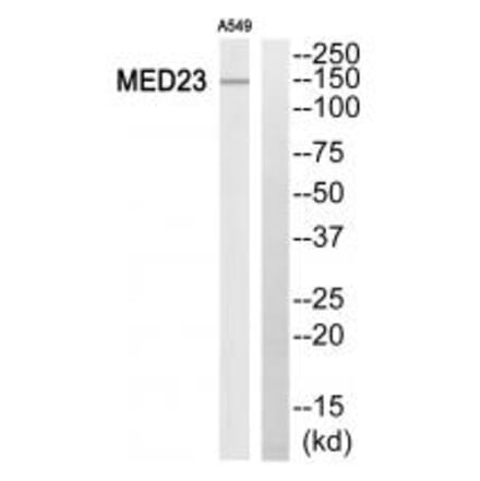 Western blot - MED23 Antibody from Signalway Antibody (34115) - Antibodies.com