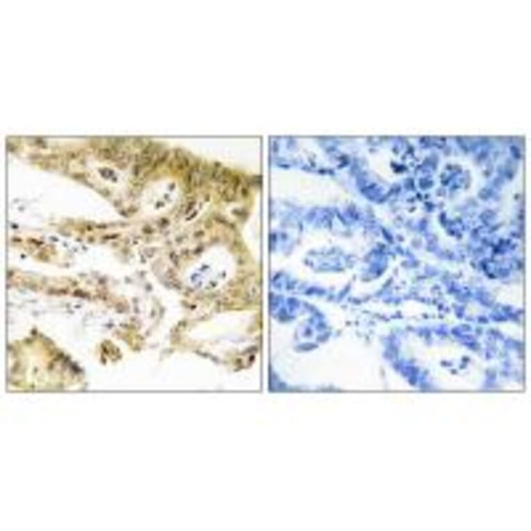 Immunohistochemistry - MED23 Antibody from Signalway Antibody (34115) - Antibodies.com
