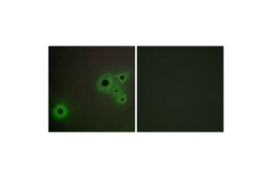 Immunofluorescence - MED23 Antibody from Signalway Antibody (34115) - Antibodies.com