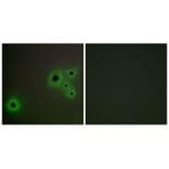 Immunofluorescence - MED23 Antibody from Signalway Antibody (34115) - Antibodies.com