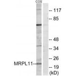 Western blot - MRPL11 Antibody from Signalway Antibody (34315) - Antibodies.com
