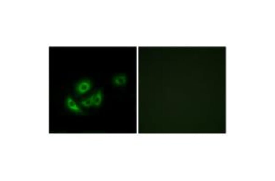 Immunofluorescence - MRPL11 Antibody from Signalway Antibody (34315) - Antibodies.com