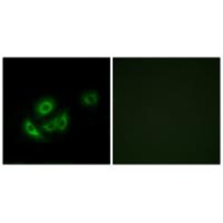 Immunofluorescence - MRPL11 Antibody from Signalway Antibody (34315) - Antibodies.com