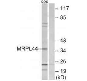 Western blot - MRPL44 Antibody from Signalway Antibody (34325) - Antibodies.com