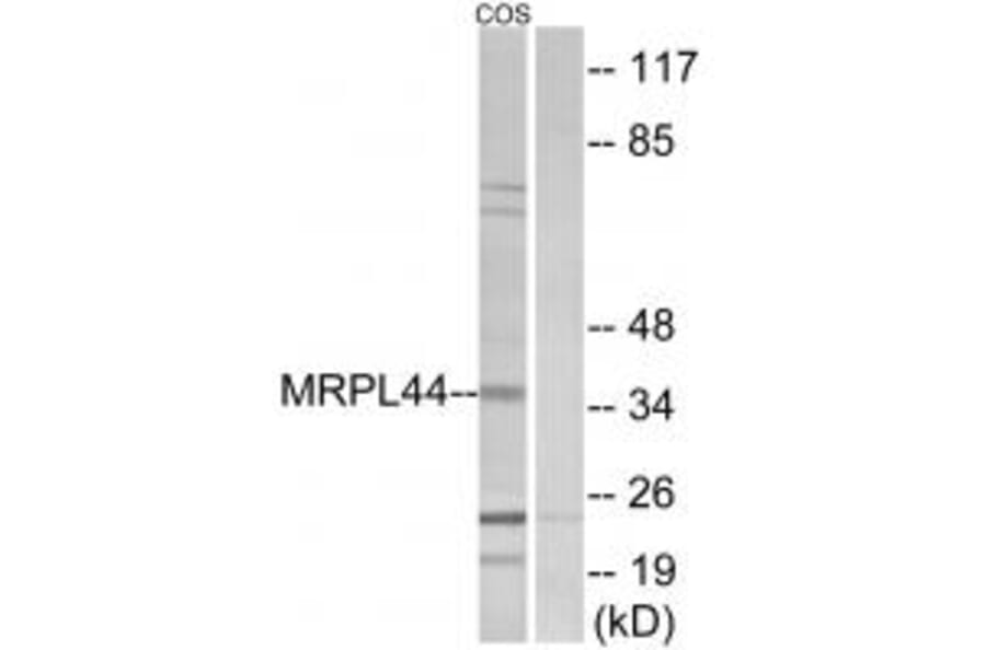 Western blot - MRPL44 Antibody from Signalway Antibody (34325) - Antibodies.com