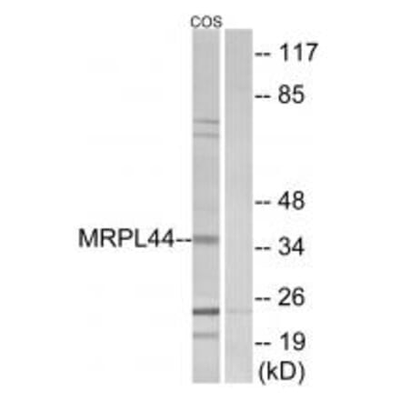 Western blot - MRPL44 Antibody from Signalway Antibody (34325) - Antibodies.com