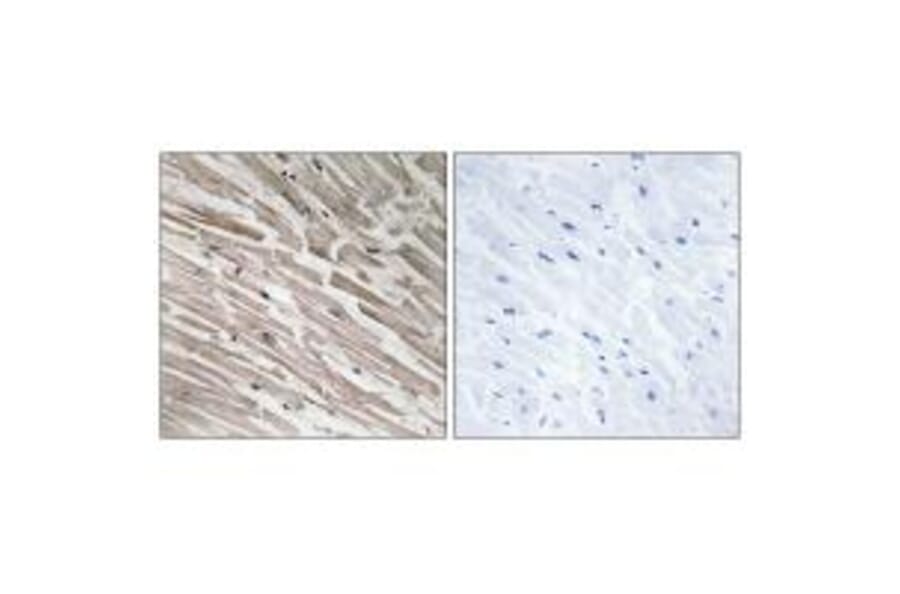 Immunohistochemistry - MRPL44 Antibody from Signalway Antibody (34325) - Antibodies.com