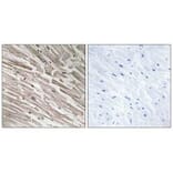 Immunohistochemistry - MRPL44 Antibody from Signalway Antibody (34325) - Antibodies.com