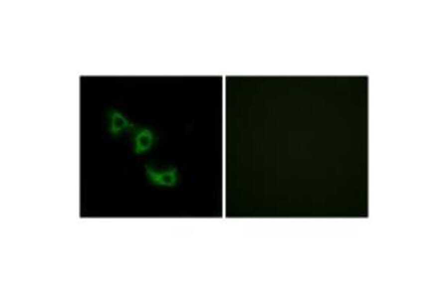Immunofluorescence - MRPL44 Antibody from Signalway Antibody (34325) - Antibodies.com