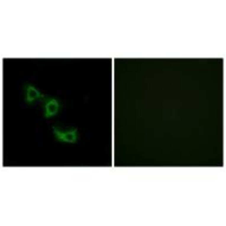 Immunofluorescence - MRPL44 Antibody from Signalway Antibody (34325) - Antibodies.com
