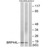 Western blot - BRP44L Antibody from Signalway Antibody (34505) - Antibodies.com
