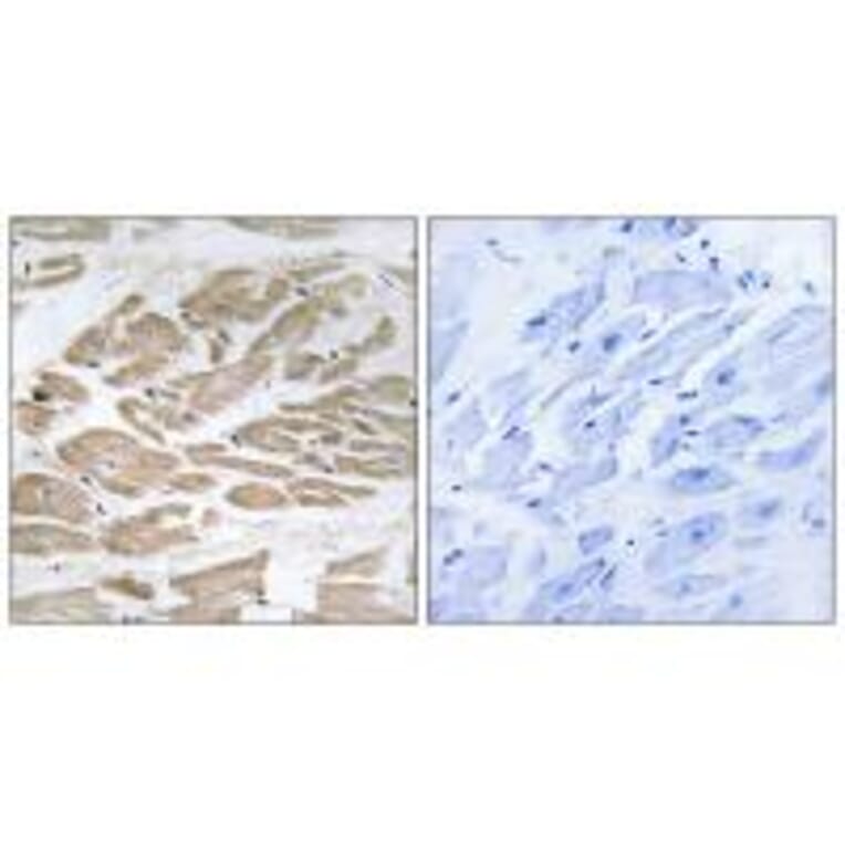 Immunohistochemistry - BRP44L Antibody from Signalway Antibody (34505) - Antibodies.com