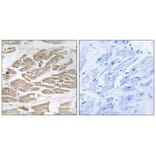 Immunohistochemistry - BRP44L Antibody from Signalway Antibody (34505) - Antibodies.com