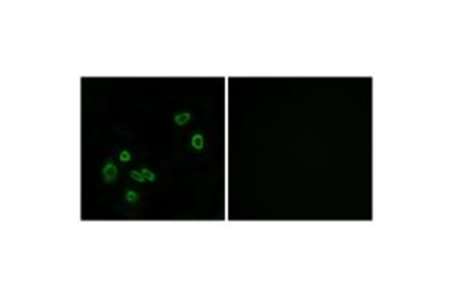 Immunofluorescence - BRP44L Antibody from Signalway Antibody (34505) - Antibodies.com