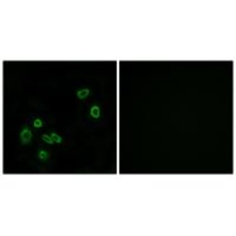 Immunofluorescence - BRP44L Antibody from Signalway Antibody (34505) - Antibodies.com