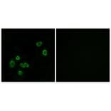 Immunofluorescence - BRP44L Antibody from Signalway Antibody (34505) - Antibodies.com