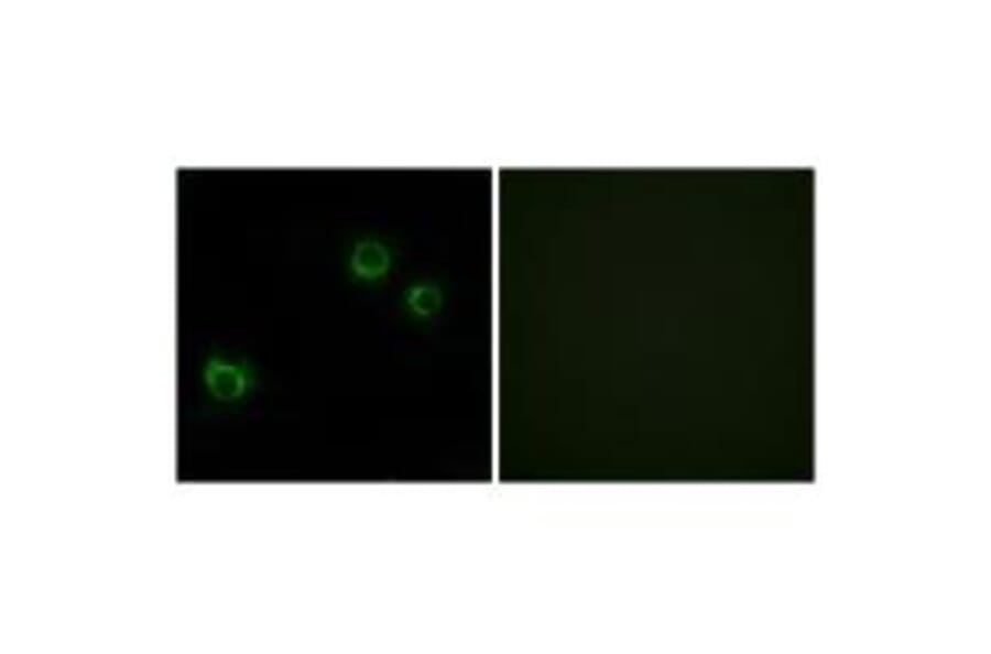 Immunofluorescence - CLDN6 Antibody from Signalway Antibody (34597) - Antibodies.com