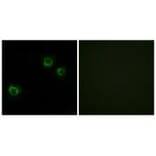 Immunofluorescence - CLDN6 Antibody from Signalway Antibody (34597) - Antibodies.com