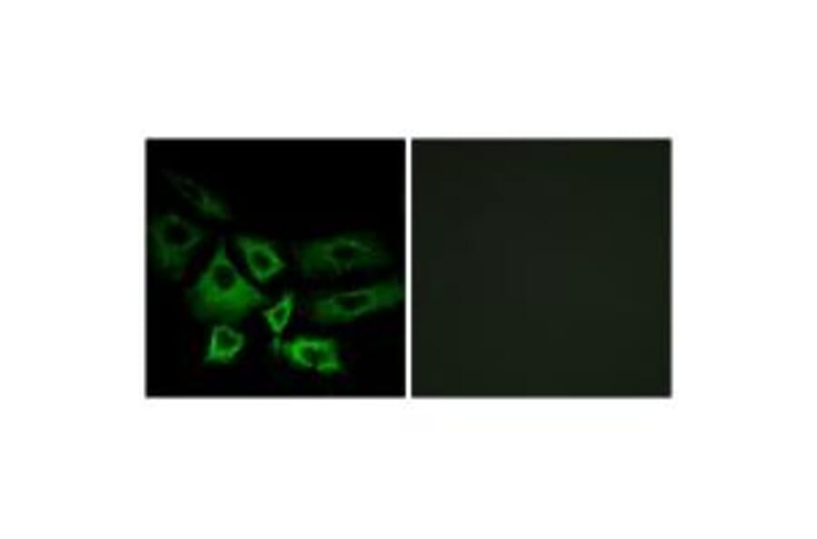Immunofluorescence - NT5C1A Antibody from Signalway Antibody (34634) - Antibodies.com