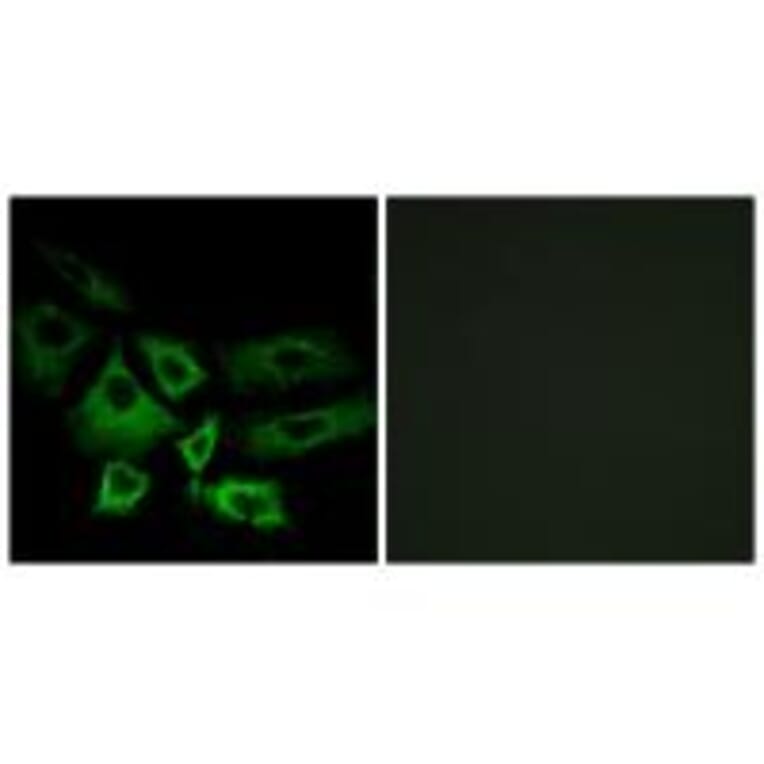 Immunofluorescence - NT5C1A Antibody from Signalway Antibody (34634) - Antibodies.com