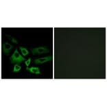 Immunofluorescence - NT5C1A Antibody from Signalway Antibody (34634) - Antibodies.com