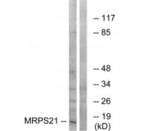 Western blot - MRPS21 Antibody from Signalway Antibody (34790) - Antibodies.com