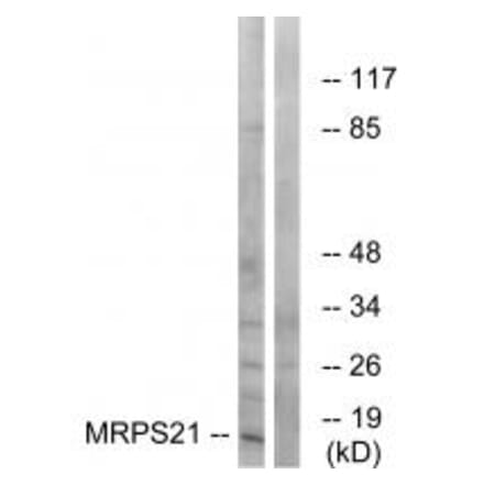 Western blot - MRPS21 Antibody from Signalway Antibody (34790) - Antibodies.com