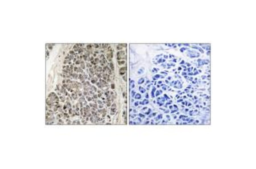 Immunohistochemistry - MRPS21 Antibody from Signalway Antibody (34790) - Antibodies.com