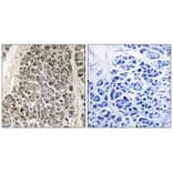 Immunohistochemistry - MRPS21 Antibody from Signalway Antibody (34790) - Antibodies.com