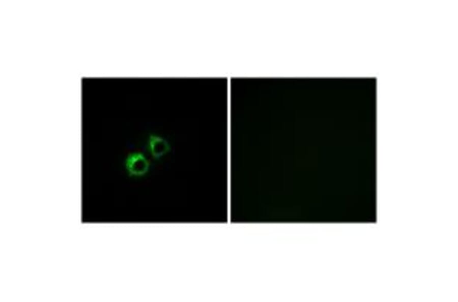 Immunofluorescence - MRPS21 Antibody from Signalway Antibody (34790) - Antibodies.com