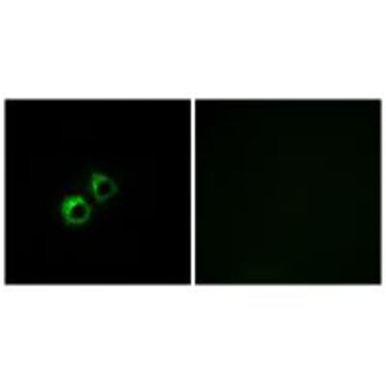 Immunofluorescence - MRPS21 Antibody from Signalway Antibody (34790) - Antibodies.com