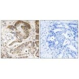 Immunohistochemistry - PIK3R5 Antibody from Signalway Antibody (34903) - Antibodies.com