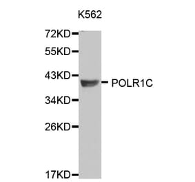 Western blot - POLR1C antibody from Signalway Antibody (38120) - Antibodies.com
