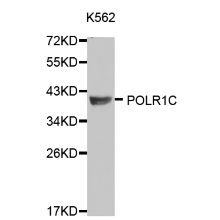 Western blot - POLR1C antibody from Signalway Antibody (38120) - Antibodies.com