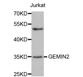 Western blot - GEMIN2 antibody from Signalway Antibody (38570) - Antibodies.com