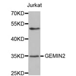 Western blot - GEMIN2 antibody from Signalway Antibody (38570) - Antibodies.com