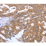Immunohistochemistry - GEMIN2 antibody from Signalway Antibody (38570) - Antibodies.com